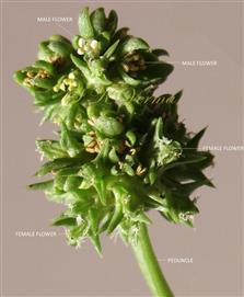  Inflorescence with Male Flowers above and Female  Flowers below